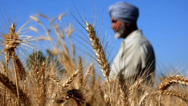 Wheat production Wheat production - India TV Paisa