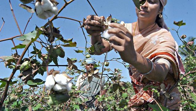 cotton production estimate for 2017-18 cotton production estimate for 2017-18- India TV Paisa