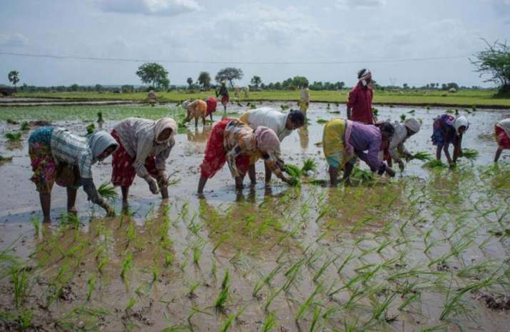 Sowing of paddy Sowing of paddy- India TV Paisa