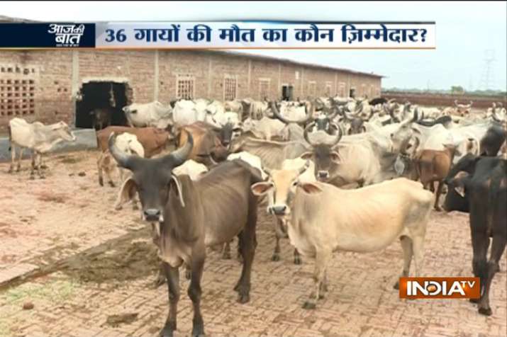 36 cows found dead at cowshed in Dwarka, Delhi govt orders inquiry 36 cows found dead at cowshed in Dwarka, Delhi govt orders inquiry- India TV