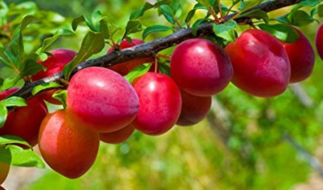 Monsoon Season Best Benefits Of Plums (Aloo Bukhara) juice: Monsoon Season:  इस सीजन एक बार जरूर ट्राई करें आलू बुखारे का जूस - India TV Hindi News