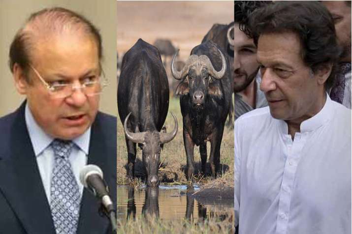 mran Khan’s government to auction 8 buffaloes kept by Nawaz Sharif mran Khan’s government to auction 8 buffaloes kept by Nawaz Sharif- India TV Hindi