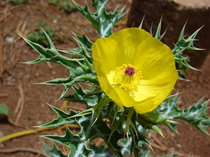 Argemone Mexicana Plant Argemone Mexicana Plant- India TV