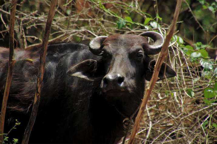 Armed men take dairy owner hostage take away 18 buffaloes in Muzaffarnagar | Representational Armed men take dairy owner hostage take away 18 buffaloes in Muzaffarnagar | Representational- India TV