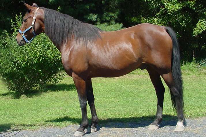 Assam Rifles hands over 15 trained horses to Myanmar army Assam Rifles hands over 15 trained horses to Myanmar army- India TV Hindi