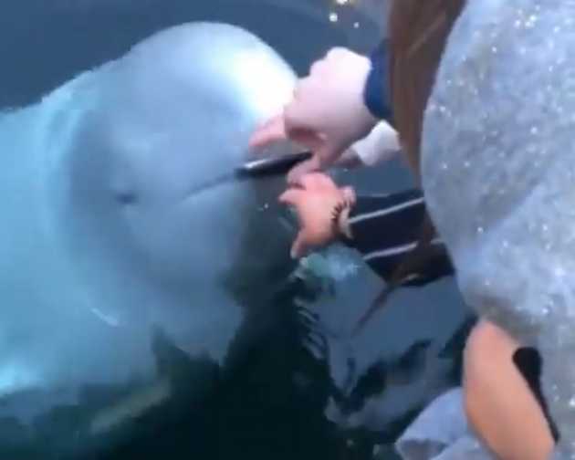 white whale white whale- India TV Hindi