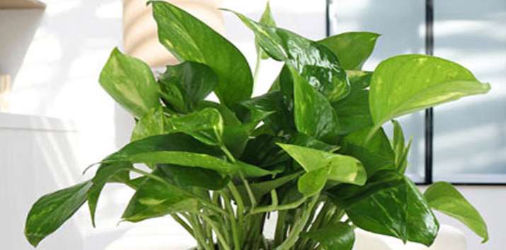 Money plant Money plant- India TV Hindi