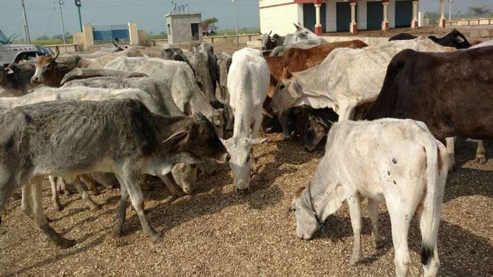 यूपी के प्रयागराज में 35 गायों की मौत से हड़कंप, ग्रामीणों का आरोप-चारा-पानी नहीं मिलने से मरी यूपी के प्रयागराज में 35 गायों की मौत से हड़कंप, ग्रामीणों का आरोप-चारा-पानी नहीं मिलने से मरी- India TV