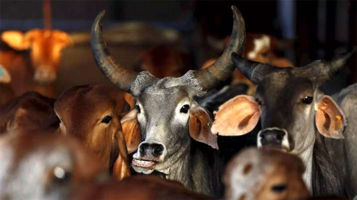 cow cow- India TV