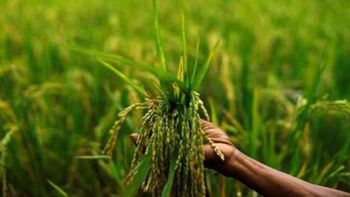 Agri Sector Agri Sector- India TV Paisa