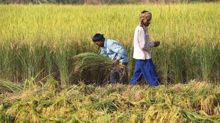 Kharif crops production likely to decline up to 53.3pc due to erratic weather Kharif crops production likely to decline up to 53.3pc due to erratic weather- India TV Paisa