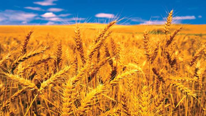rain is gold for rabi crops, wheat production is estimated to be 1080 million tonnes rain is gold for rabi crops, wheat production is estimated to be 1080 million tonnes- India TV Paisa
