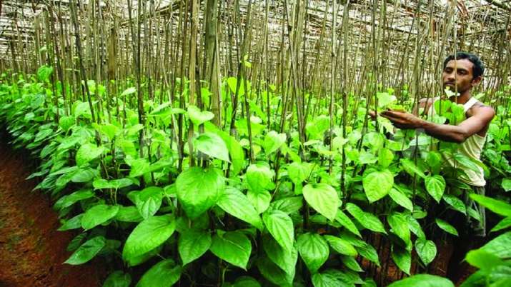 Betel farming, Patna, Bihar Betel farming, Patna, Bihar- India TV Paisa