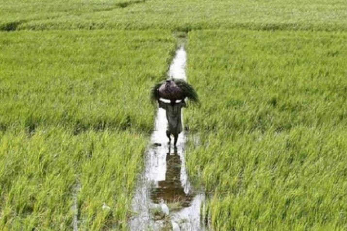 Crop Insurance Crop Insurance- India TV Paisa
