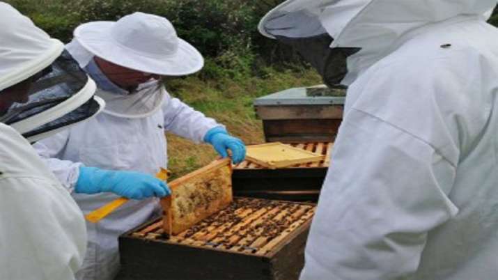 Beekeeping training to empower women Beekeeping training to empower women- India TV Paisa