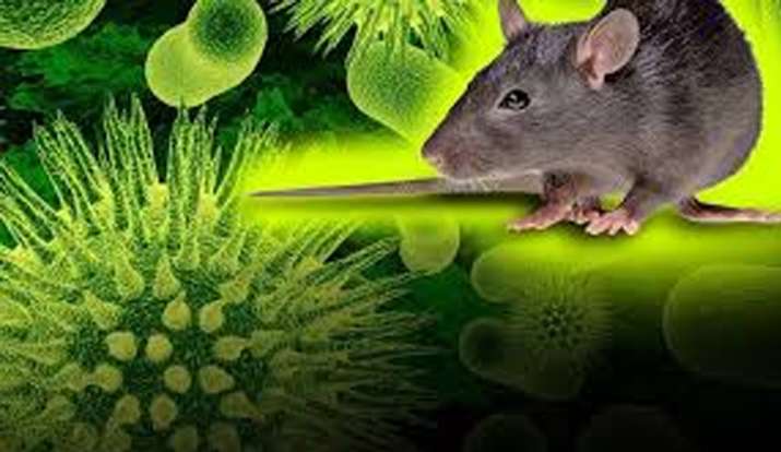 Hanta virus and corona Hanta virus and corona- India TV