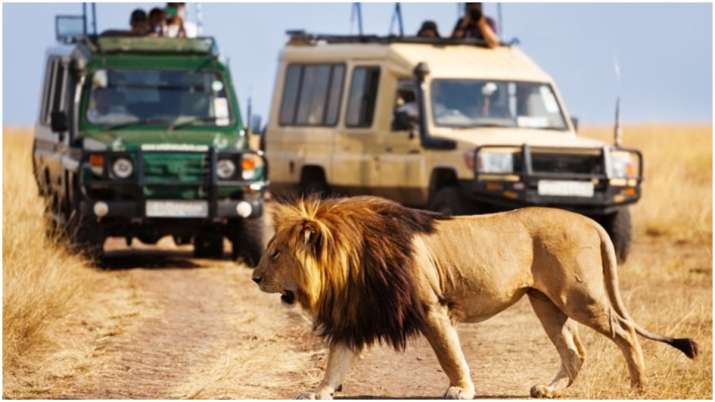 Lion, Gir National Park, Gujrat Lion, Gir National Park, Gujrat- India TV