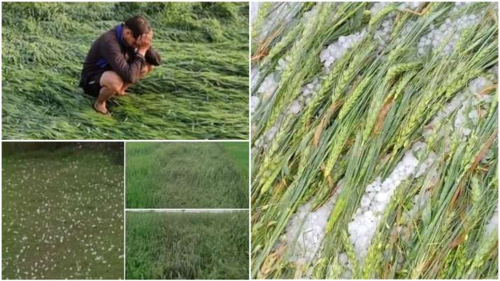 Rain Damaged Crops Rain Damaged Crops- India TV Paisa