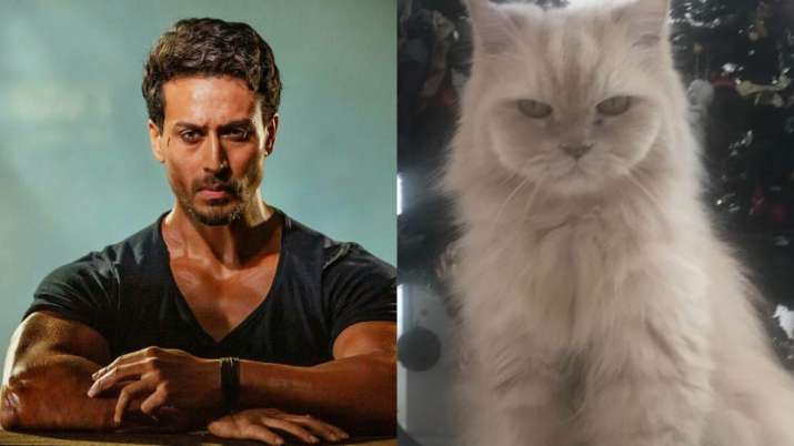 tiger shroff and his cat JD tiger shroff and his cat JD- India TV