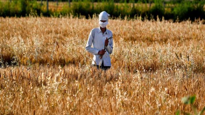 Rabi Sowing Rabi Sowing - India TV Paisa