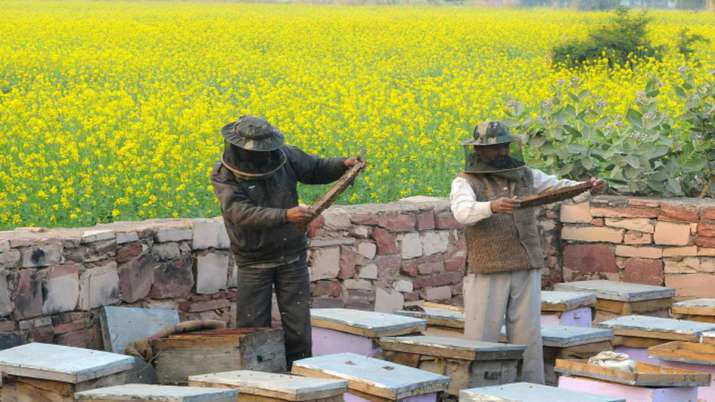 Rs 500 cr for beekeeping initiatives, will help 2 lakh beekeepers Rs 500 cr for beekeeping initiatives, will help 2 lakh beekeepers- India TV Paisa