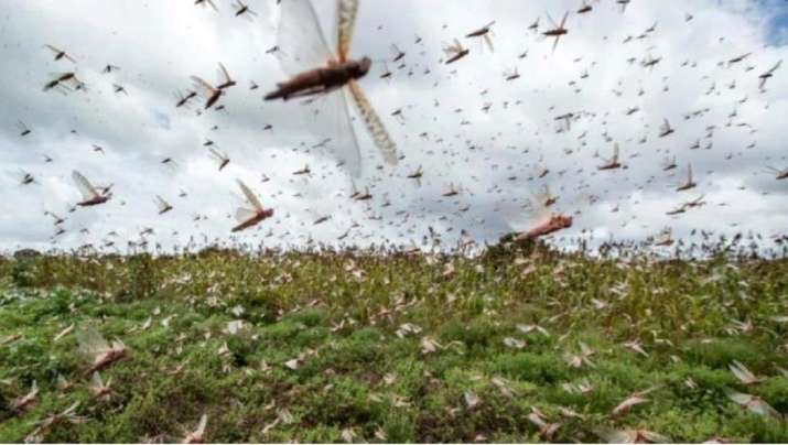 Locust Locust- India TV Paisa