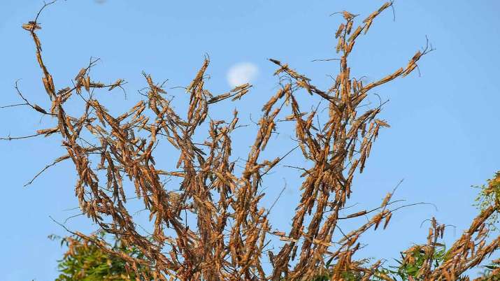 Locust Attack Locust Attack- India TV Paisa