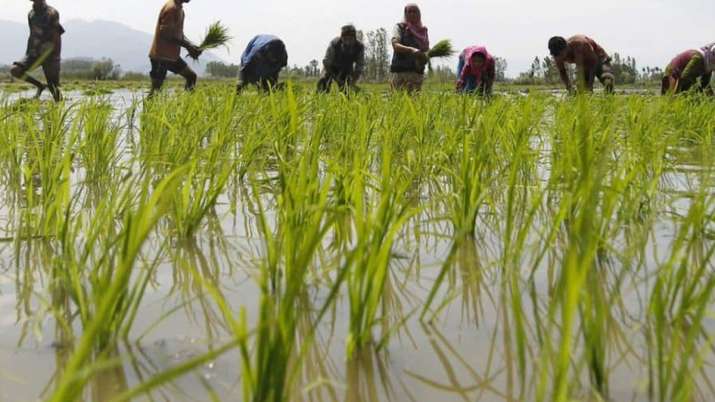 Paddy Cotton Tur Moong Maize Groundnut Soybean Urad MSP... Paddy Cotton Tur Moong Maize Groundnut Soybean Urad MSP...- India TV Paisa