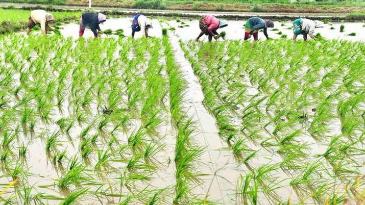 Rice sowing up 17percent so far this Kharif season Rice sowing up 17percent so far this Kharif season- India TV Paisa