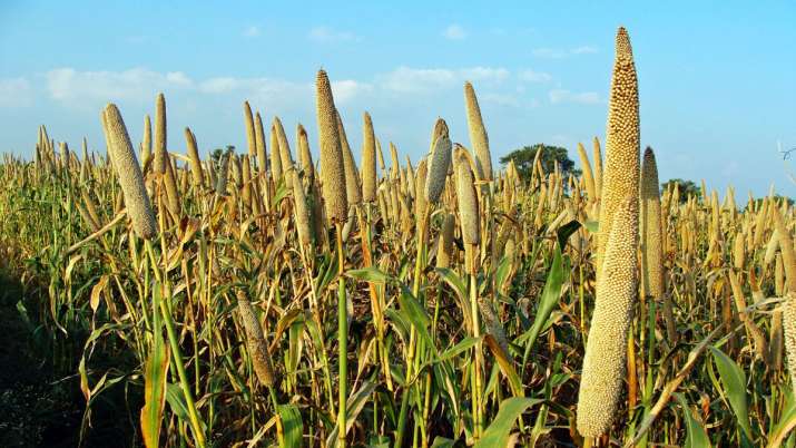 Need to shift from rice to millet cultivation, says Amitabh Kant Need to shift from rice to millet cultivation, says Amitabh Kant- India TV Paisa