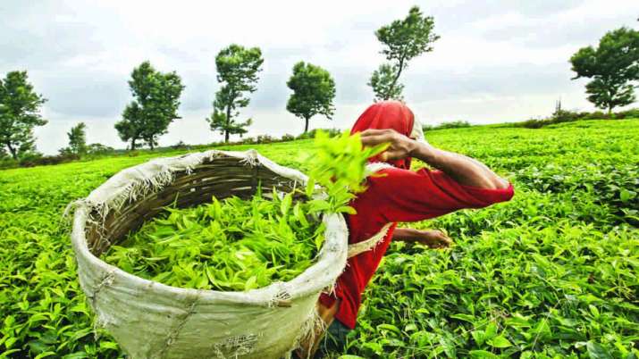 Lockdown impact: Tea production down 54 per cent in April Lockdown impact: Tea production down 54 per cent in April- India TV Paisa