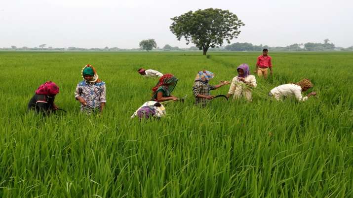 1.22 crore Kisan Credit Cards sanctioned with credit limit of Rs 102,065 crore: Finance Ministry 1.22 crore Kisan Credit Cards sanctioned with credit limit of Rs 102,065 crore: Finance Ministry- India TV Paisa