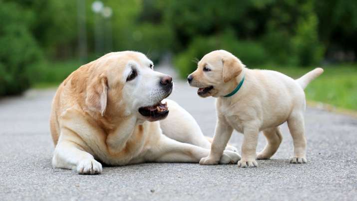Bajaj Allianz launches pet dog policy Bajaj Allianz launches pet dog policy- India TV Paisa
