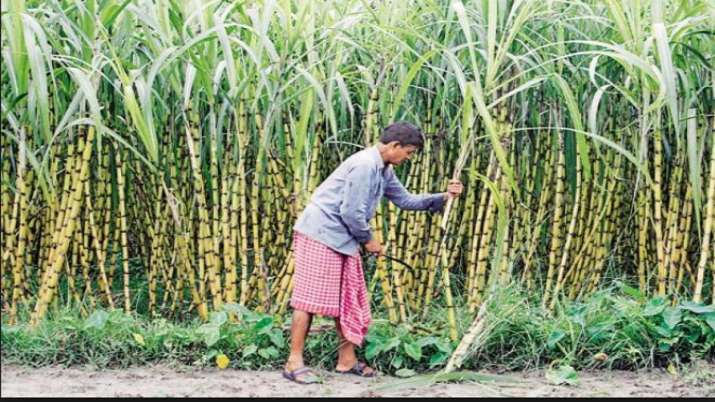 CCEA approves increase in sugarcane FRP by Rs 10 to Rs 285 qtil for 2020-21 CCEA approves increase in sugarcane FRP by Rs 10 to Rs 285 qtil for 2020-21- India TV Paisa