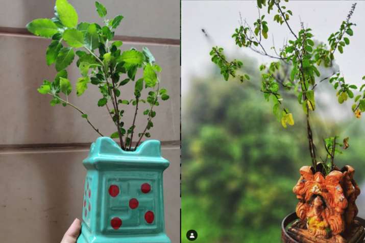 Vastu Tips For Tulsi plant benefits of basil plant at home best direction upay:Vastu Tips: घर में आने वाली हर मुसीबत का संकेत देती हैं तुलसी, लगाने से पहले जरूर जान लें ये बातें - India TV ...