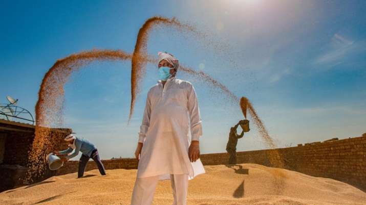 Wheat, Chana, Mustard, Barley, Masoor, MSP for Rabi... Wheat, Chana, Mustard, Barley, Masoor, MSP for Rabi...- India TV Paisa