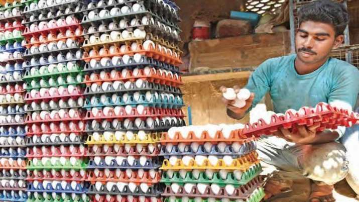 Wholesale price of eggs hits a record high before winter Wholesale price of eggs hits a record high before winter- India TV Paisa