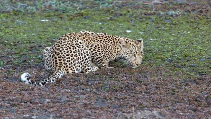 leopard danger play loud music wear helmet forest department to farmers । तेंदुए से बचने के लिए उठाएं ये कदम, वन विभाग ने किसानों को दी सलाह - India TV Hindi News