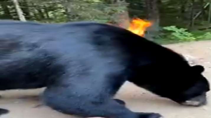 जंगल में बीज इकट्ठा कर रहे ग्रामीणों पर भालू का हमला, 4 को मार वहीं बैठ गया जानवर और फिर…