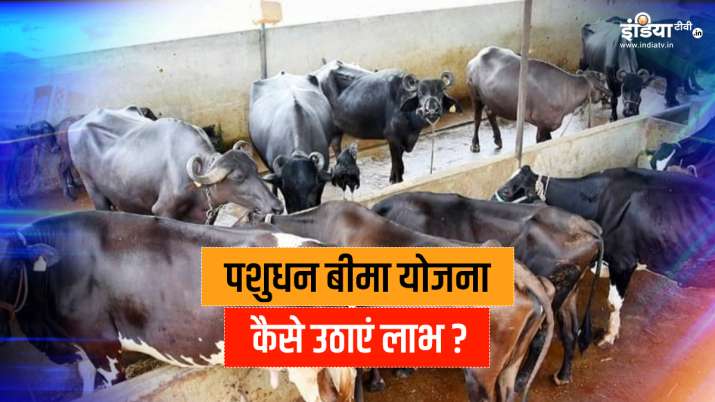 all about pashudhan bima yojana । पशुधन बीमा योजना: पशुपालकों के लिए मददगार बनेगी ये योजना, यहां है all about pashudhan bima yojana । पशुधन बीमा योजना: पशुपालकों के लिए मददगार बनेगी ये योजना, यहां है - India TV Paisa
