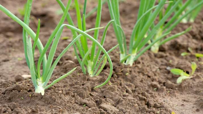 Centre asks 5 states to increase onion area by 9,900 hectares in 2021 kharif season Centre asks 5 states to increase onion area by 9,900 hectares in 2021 kharif season- India TV Paisa