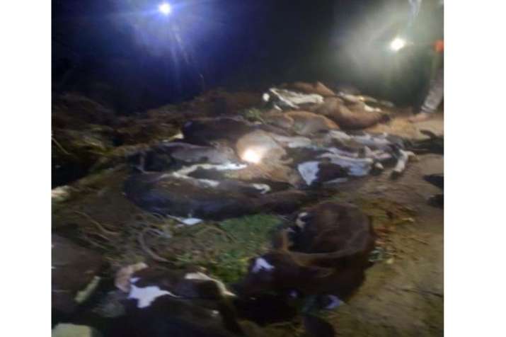 Case of death of 18 calves came to light in Karnataka, 10 people arrested –  China News