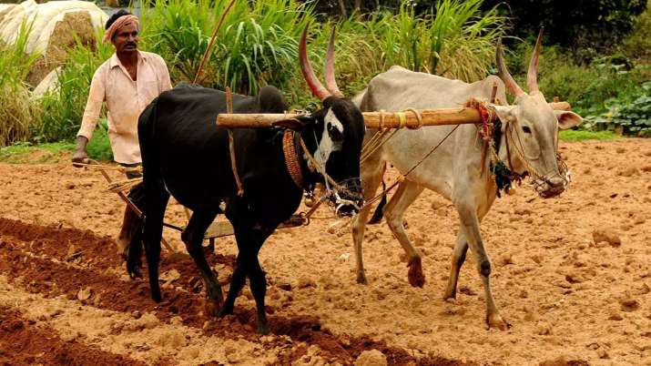 Farmers to get credit at 5 pc interest rate in Rajasthan Farmers to get credit at 5 pc interest rate in Rajasthan- India TV Paisa