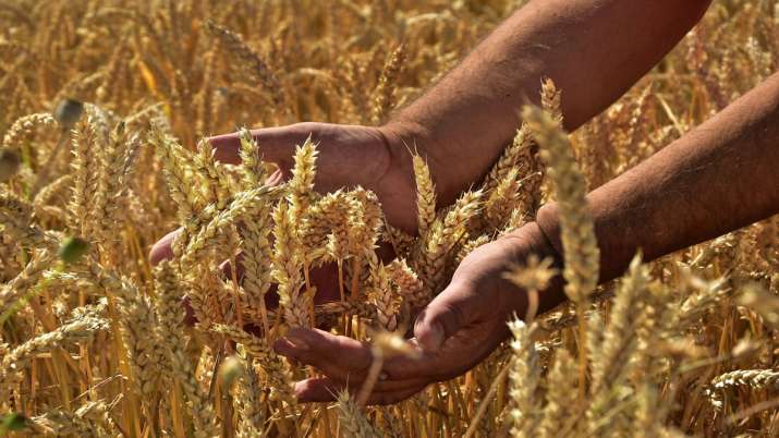 Kharif foodgrain output likely to touch record 150 mn tn this year Kharif foodgrain output likely to touch record 150 mn tn this year- India TV Paisa
