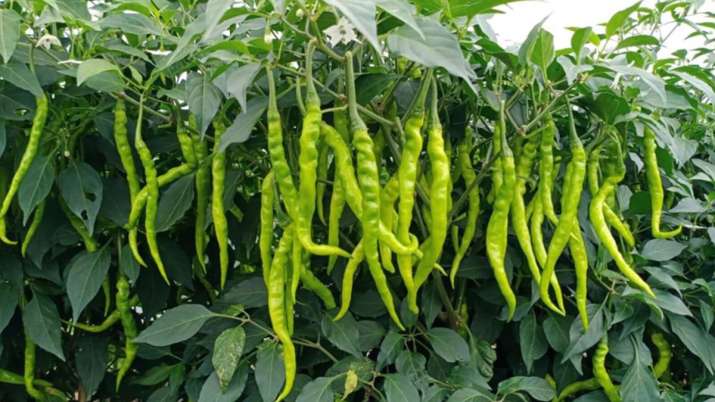 green chilli farmers upset due to low cost in Madhya pradesh green chilli farmers upset due to low cost in Madhya pradesh- India TV Paisa