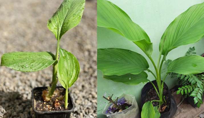 Vastu Tips: घर में लगाएं हल्दी का पौधा, बरकत होने के साथ बृहस्पति ग्रह होगा मजबूत