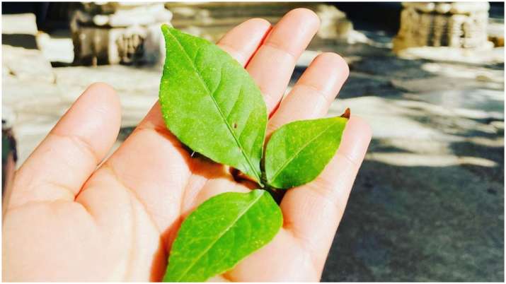 Mahashivratri 2022: इस तरह के बेलपत्र चढ़ाने से रुष्ट हो सकते हैं शिवजी, इन बातों का रखें ध्यान