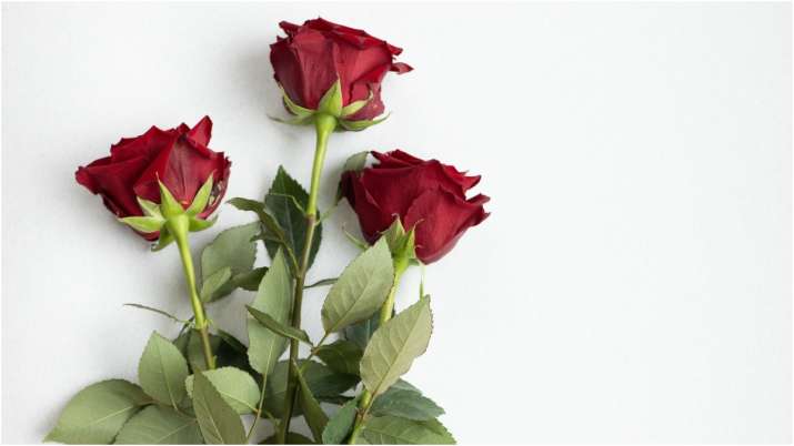 Happy Rose Day 2022: रोज़ डे पर अपने चाहने वाले को भेजें प्यार भरे मैसेज, तस्वीरें और शायरियां