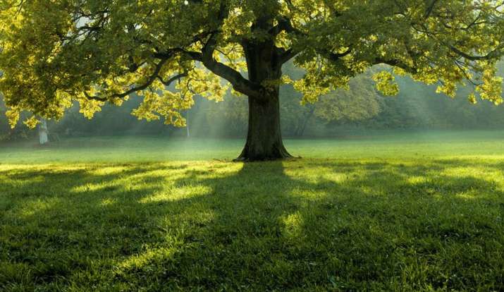 कुंडली में मंगल, शनि दोष को कम करने के लिए घर पर लगाएं ये पेड़, जीवन की हर कठिनाई से मिलेगा छुटकारा