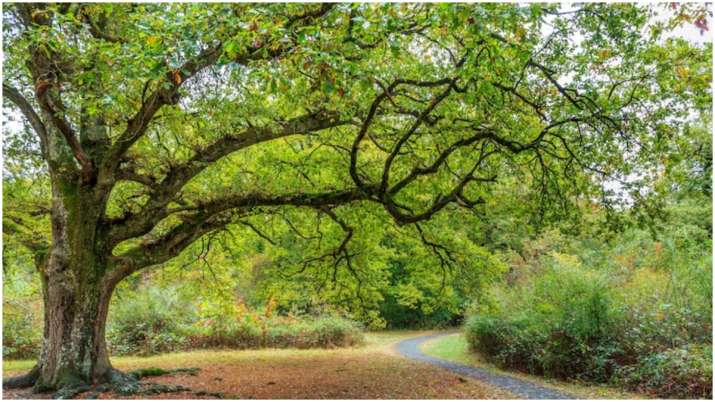 घर में अक्सर खराब रहती है किसी न किसी की तबीयत, कहीं आपने तो नहीं लगा रखा है ये पौधा